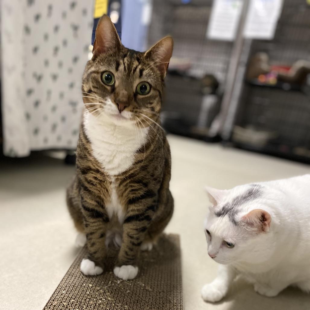 Enlarge 22-11 Jubilee, a Adoptable Domestic Short Hair in North Branford, CT image 4/4