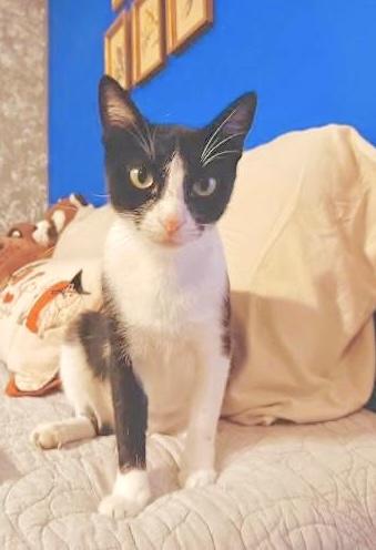 Enlarge Fancy (The forever mama), a Adoptable Domestic Short Hair in Sugar Land, TX image 2/3