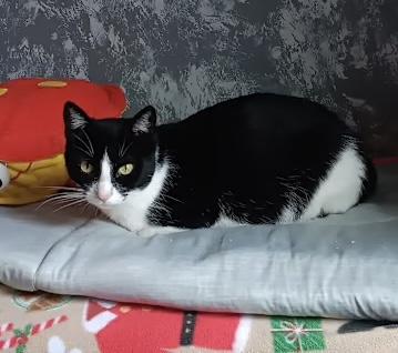 Fancy (The forever mama), Adoptable, Young Female Domestic Short Hair.