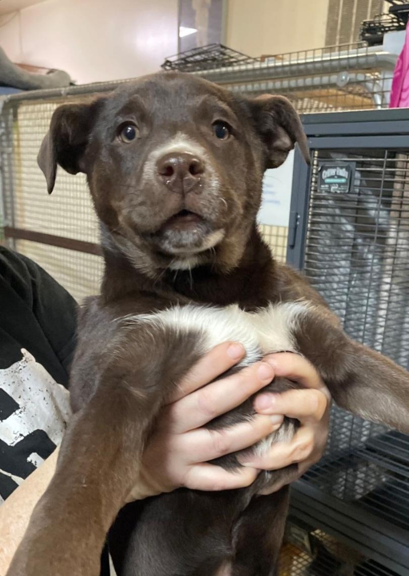 Enlarge P-2 Evie, an adopted mixed breed in Billings, MT image 1/1