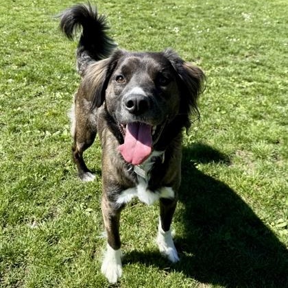 Buddy , adoptable, Adult Male Mixed Breed.