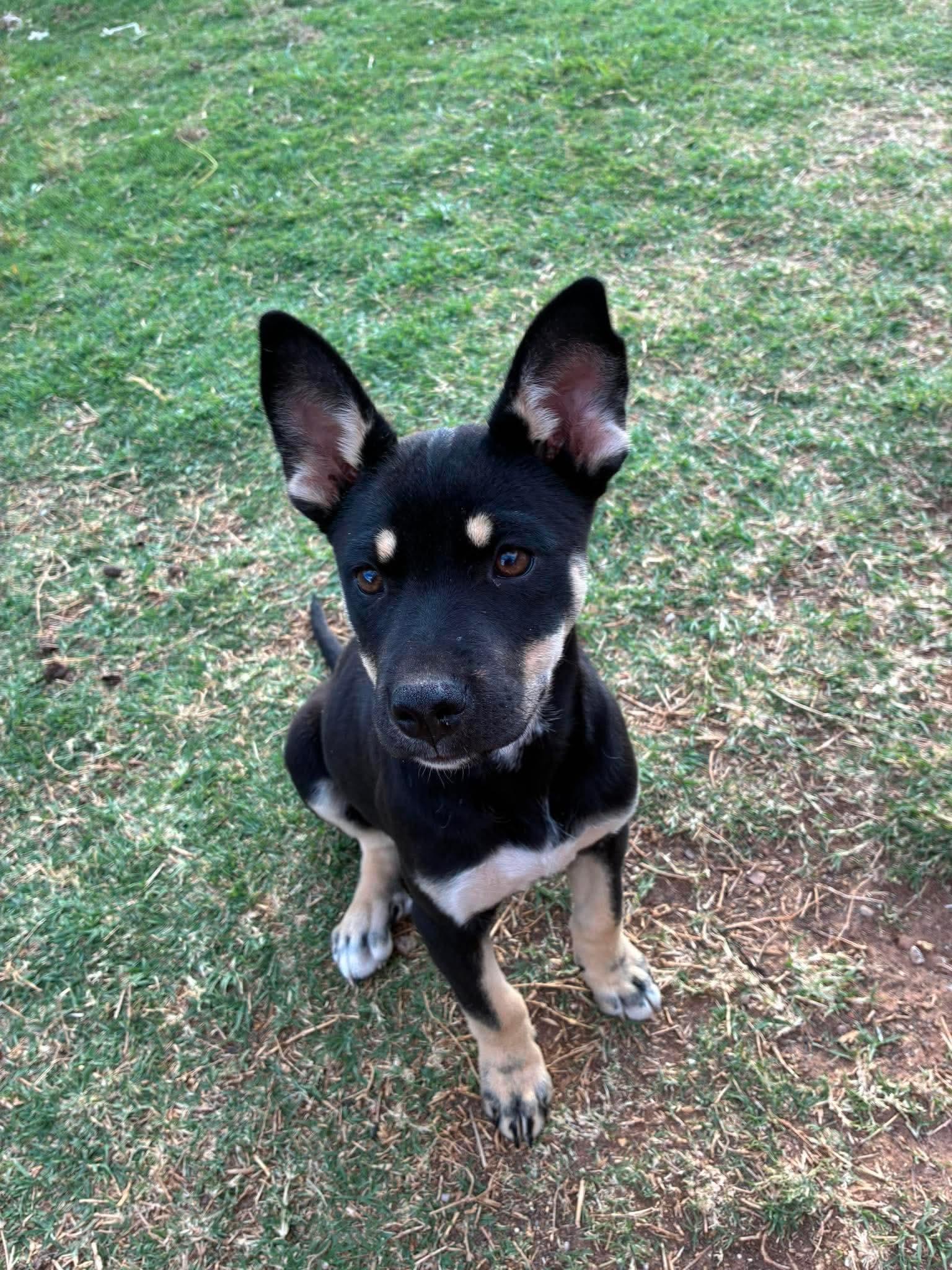 Buttons, Adopted, Young Female German Shepherd Dog.