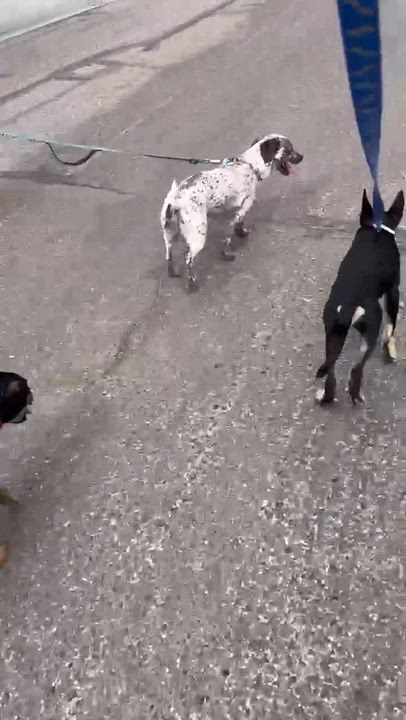 Enlarge Buttons, a Adopted mixed breed in Bar Nunn, WY video 3/3