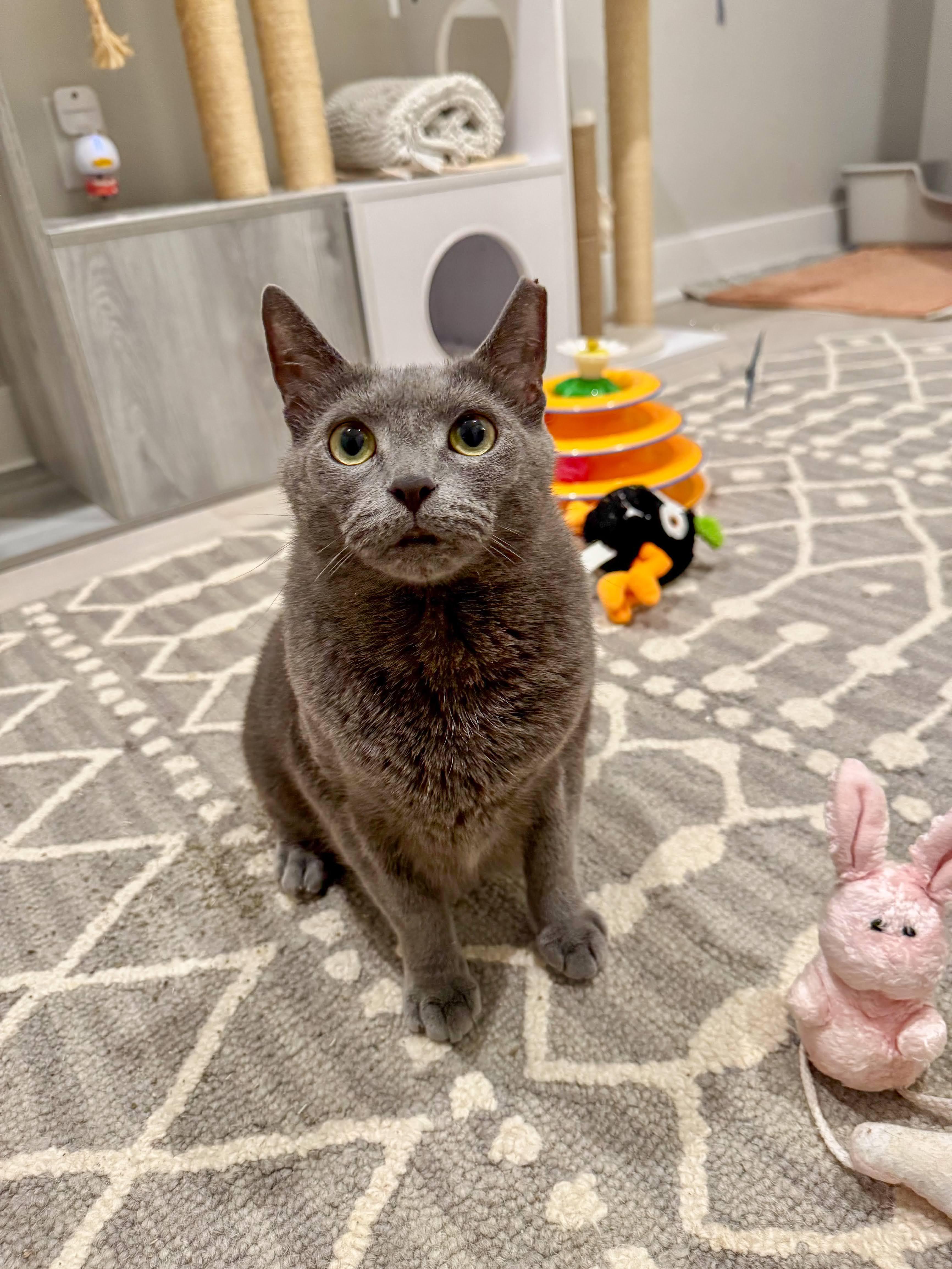 Sapphire, ADOPTABLE, Adult Female Russian Blue.