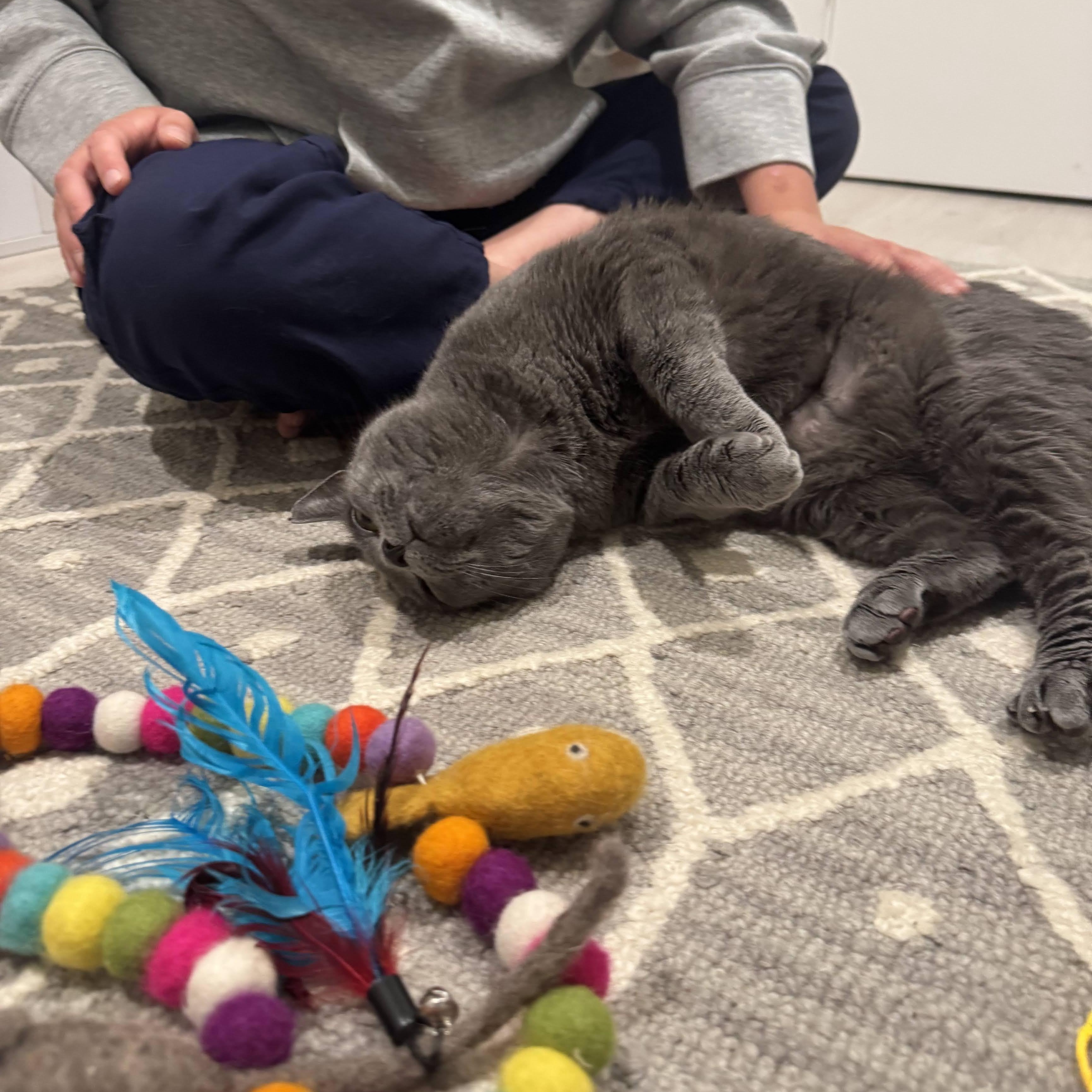 Sapphire, a ADOPTABLE Russian Blue in East Orange, NJ image 5/6