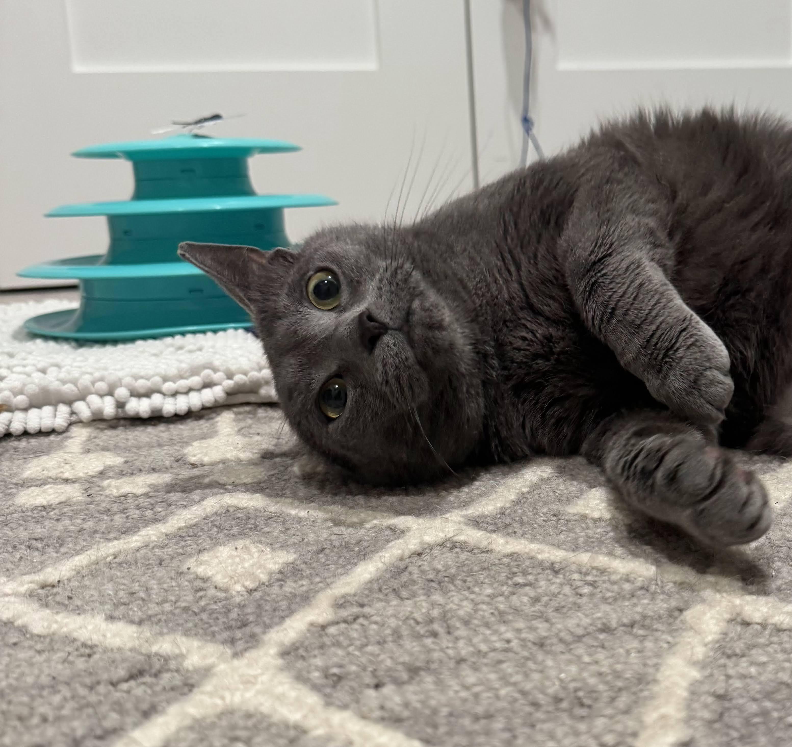 Sapphire, a ADOPTABLE Russian Blue in East Orange, NJ image 3/6