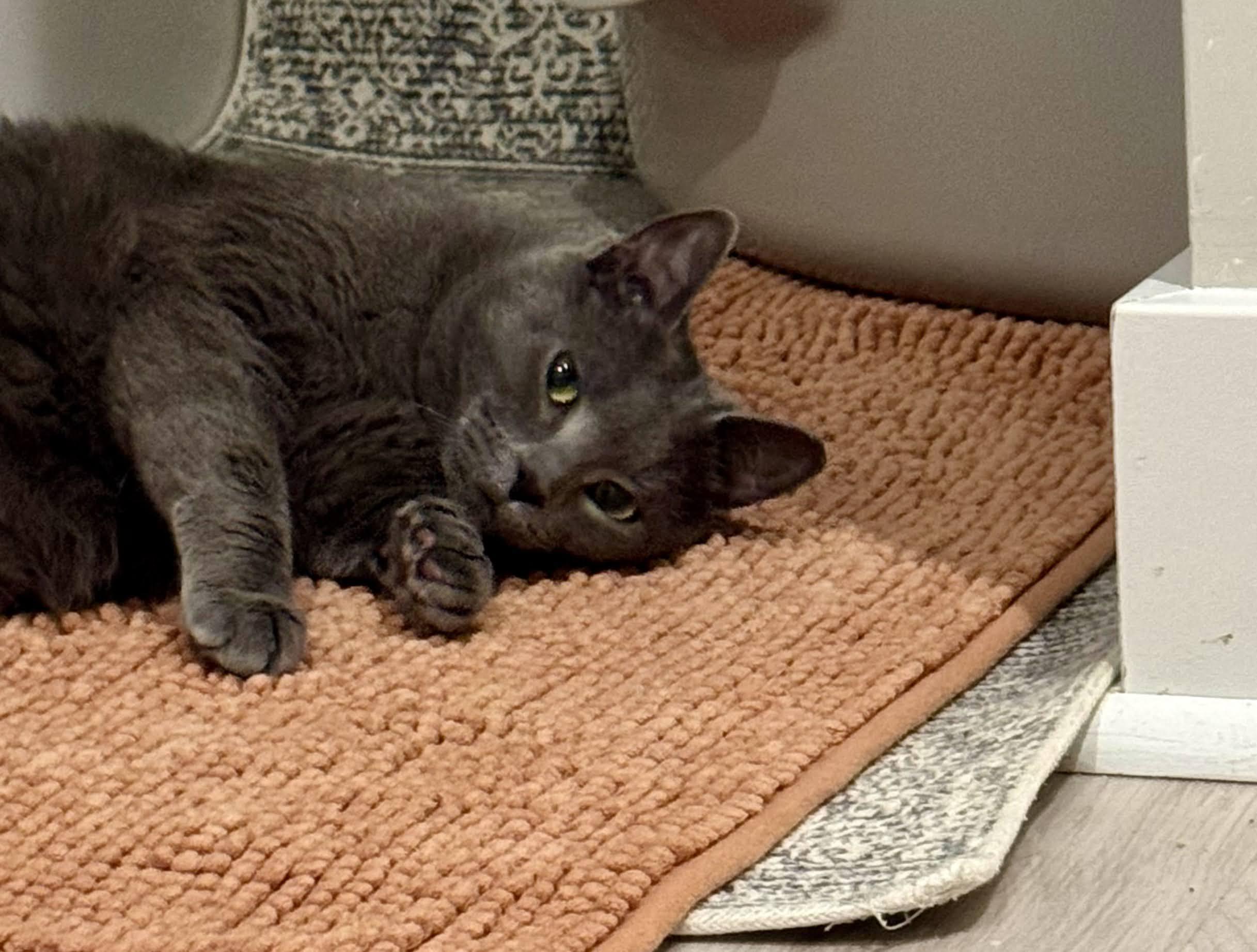 Sapphire, a ADOPTABLE Russian Blue in East Orange, NJ image 2/6