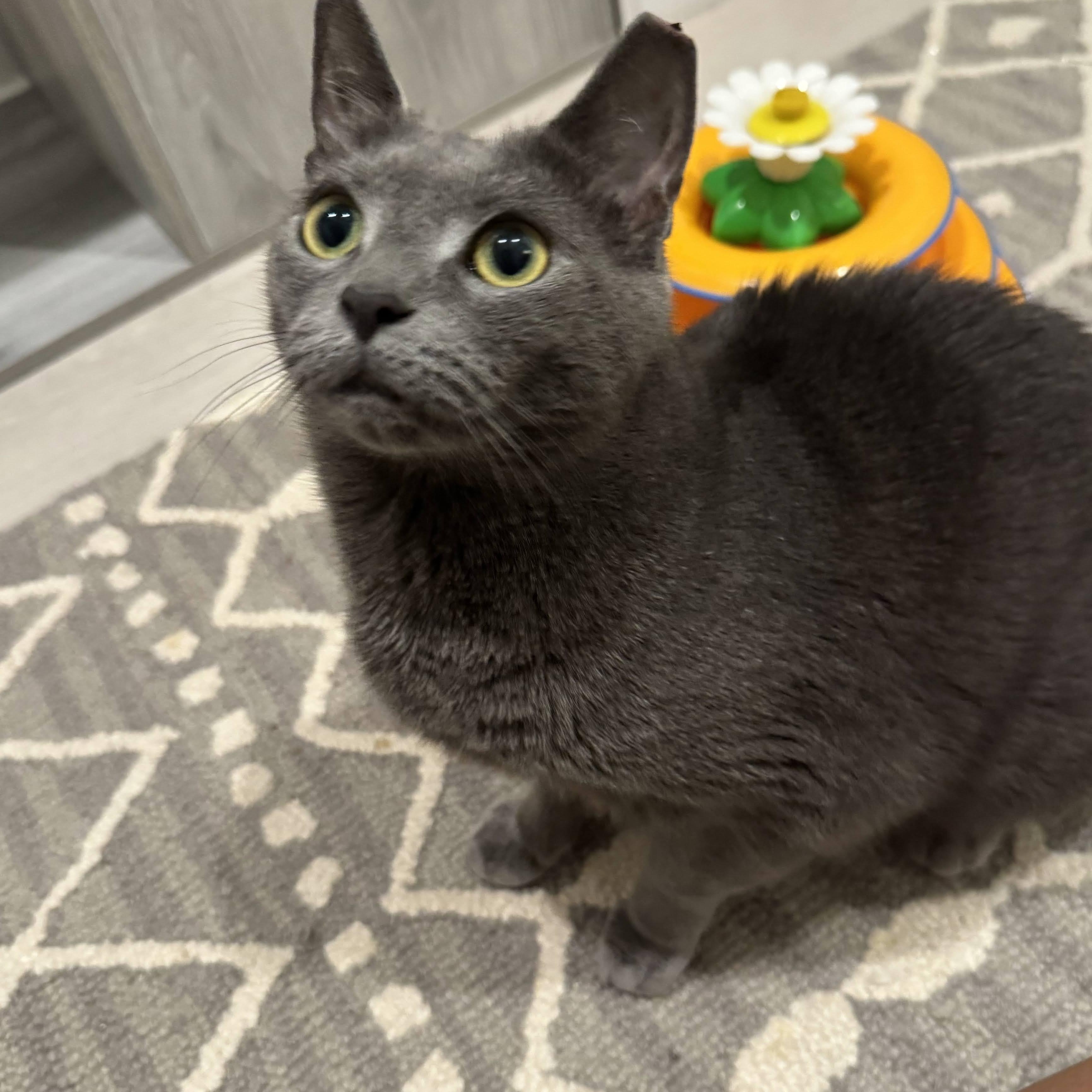Sapphire, a ADOPTABLE Russian Blue in East Orange, NJ image 6/6