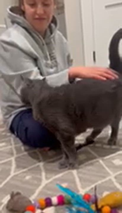 Enlarge Sapphire, a ADOPTABLE Russian Blue in East Orange, NJ video 4/6