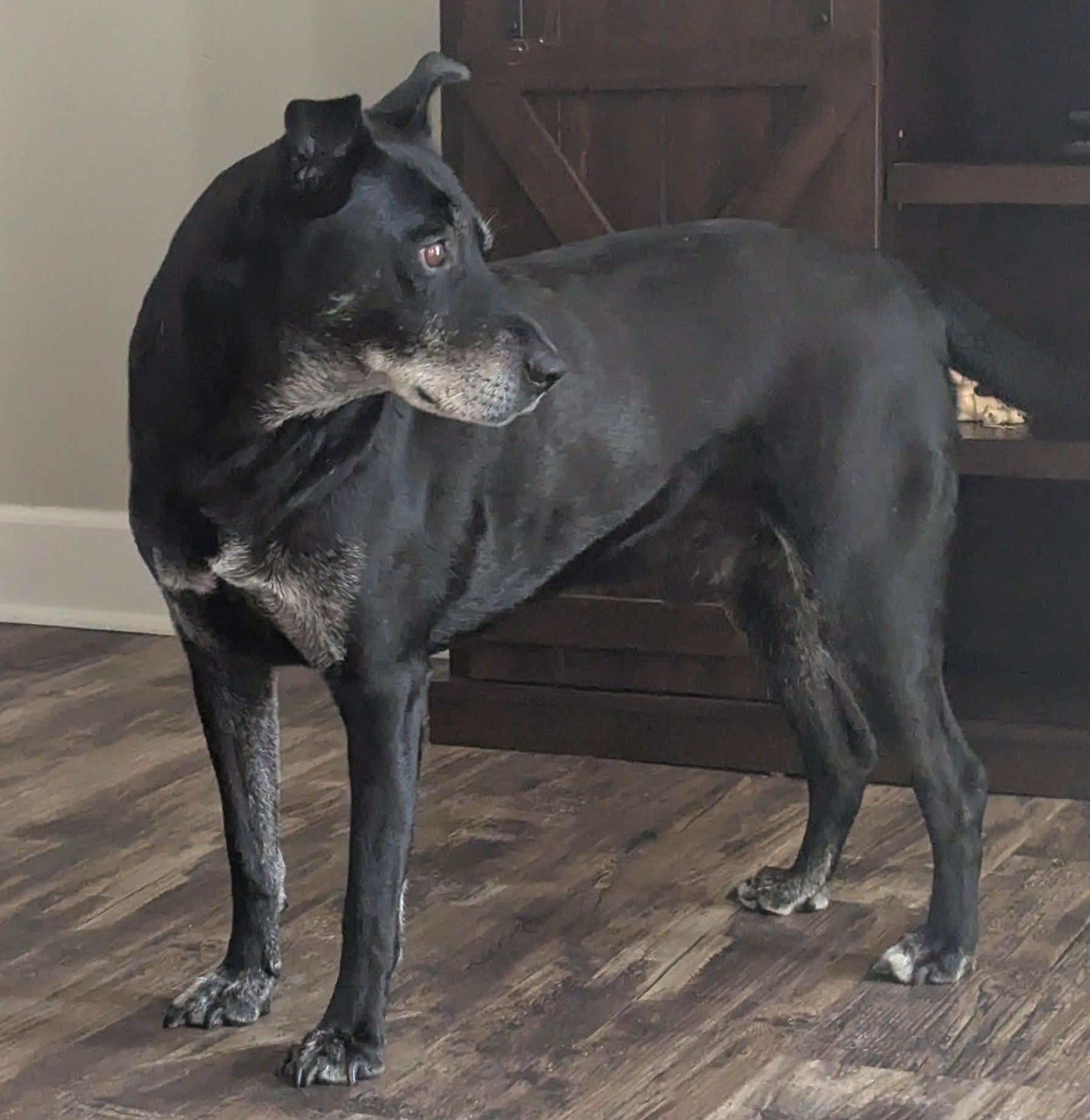 Enlarge BUSTER, a ADOPTABLE mixed breed in Waverly, TN image 2/2