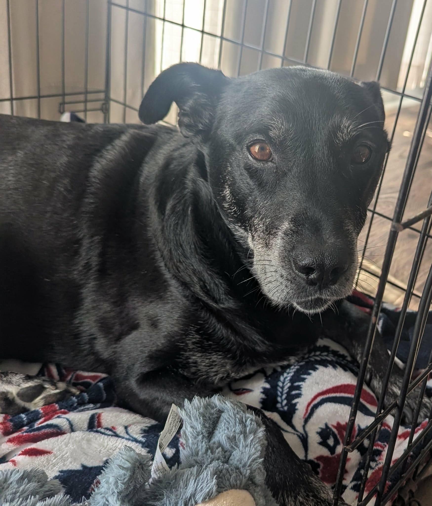 BUSTER, ADOPTABLE, Senior Male Labrador Retriever.