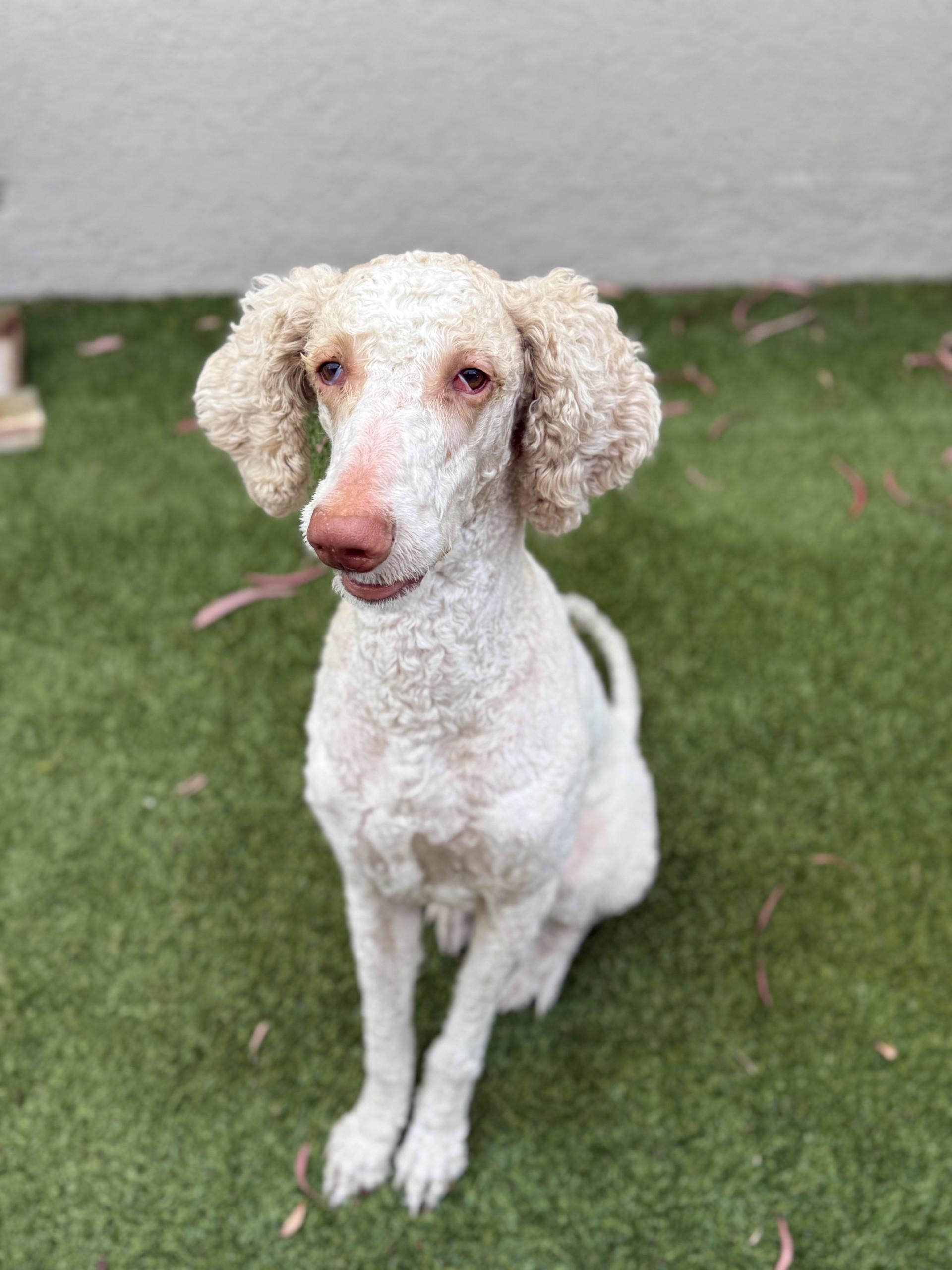 Koda, a ADOPTABLE mixed breed in Los Alamitos, CA image 5/6