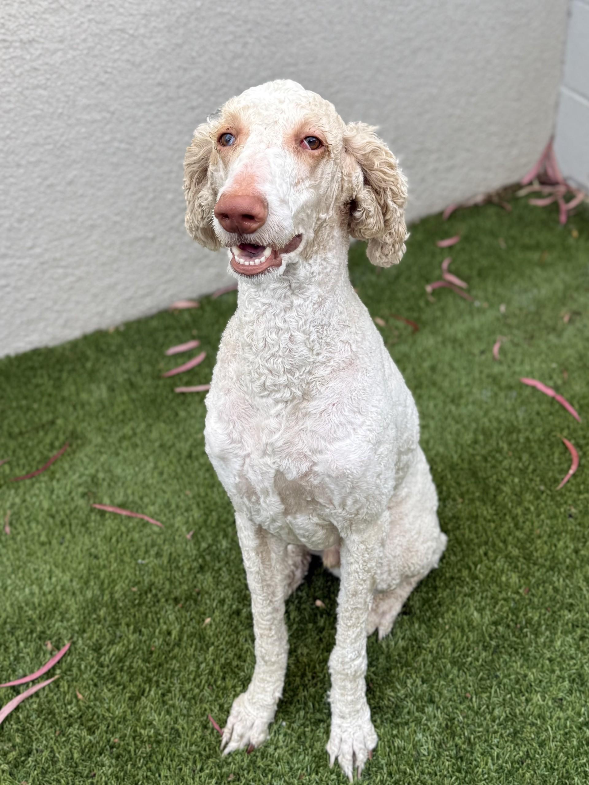 Koda, a ADOPTABLE mixed breed in Los Alamitos, CA image 4/6