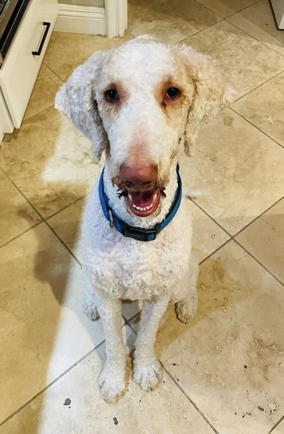 Enlarge Koda AKA Gary, a Adoptable mixed breed in Los Alamitos, CA image 5/6