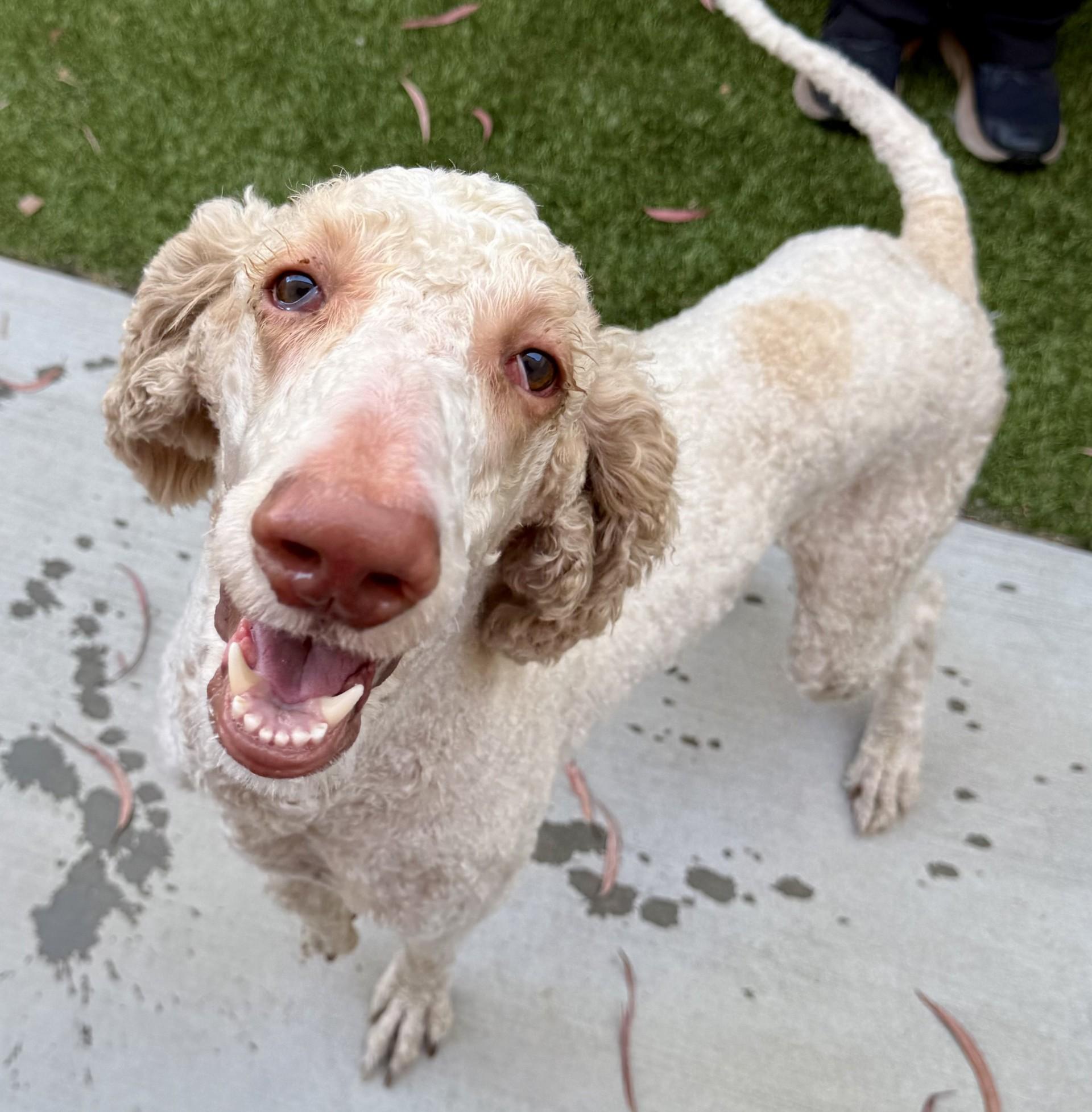 Koda, a ADOPTABLE mixed breed in Los Alamitos, CA image 3/6