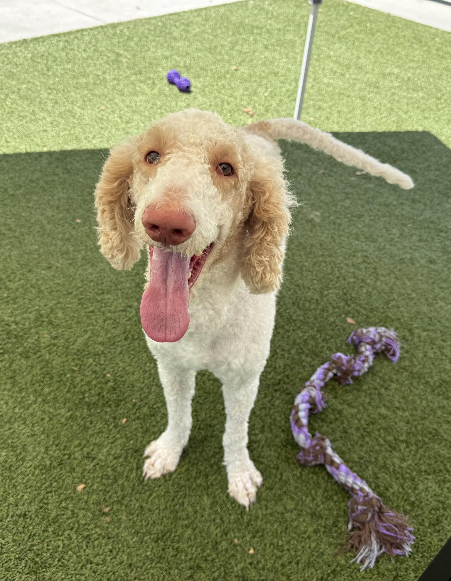 Enlarge Koda AKA Gary, a Adoptable mixed breed in Los Alamitos, CA image 2/6