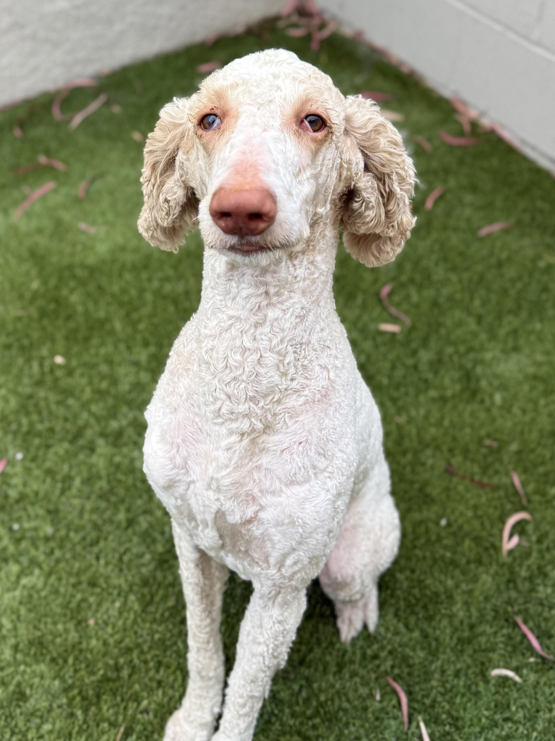 Koda, a ADOPTABLE mixed breed in Los Alamitos, CA image 2/6
