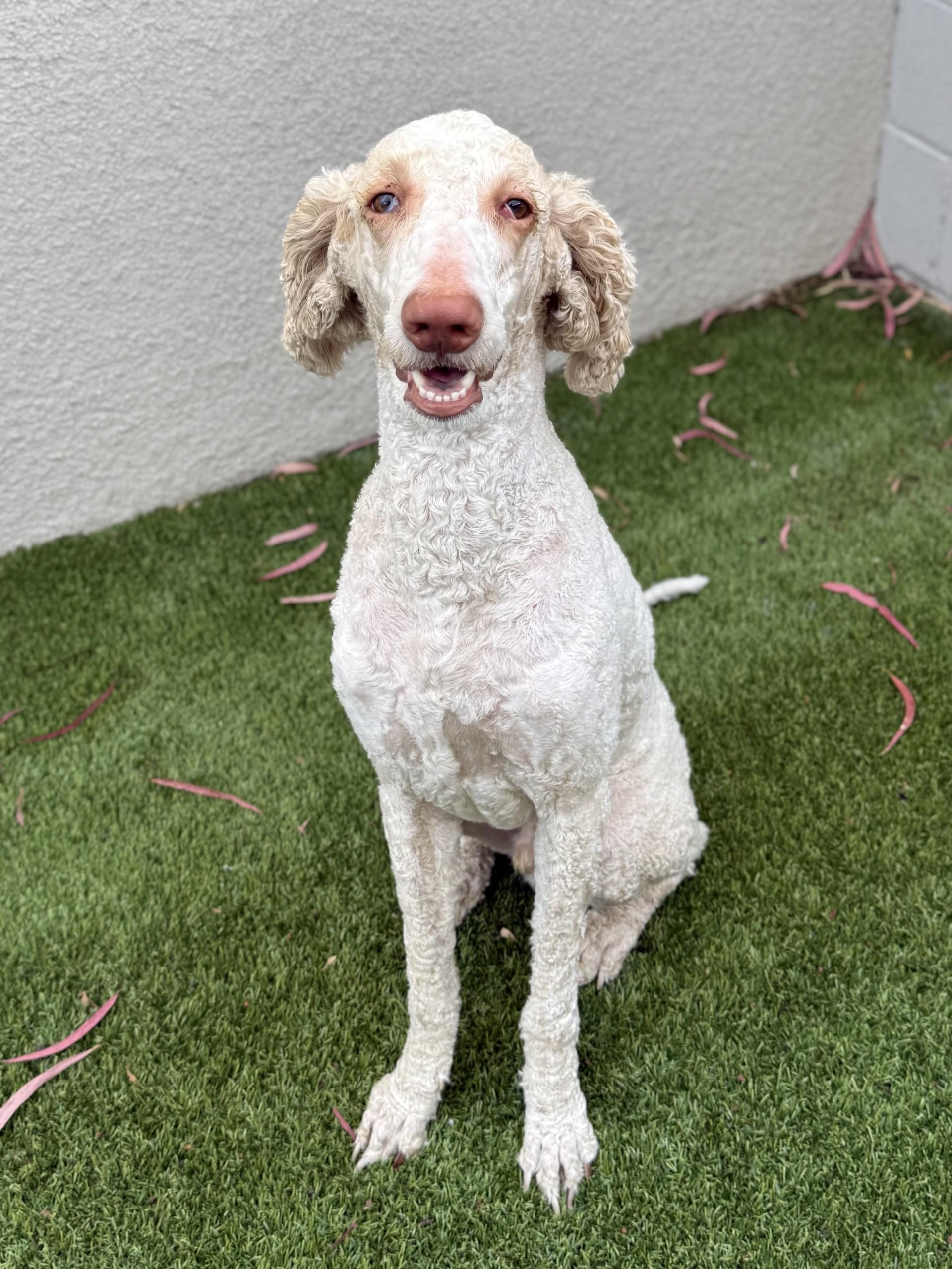 Koda, a ADOPTABLE mixed breed in Los Alamitos, CA image 6/6