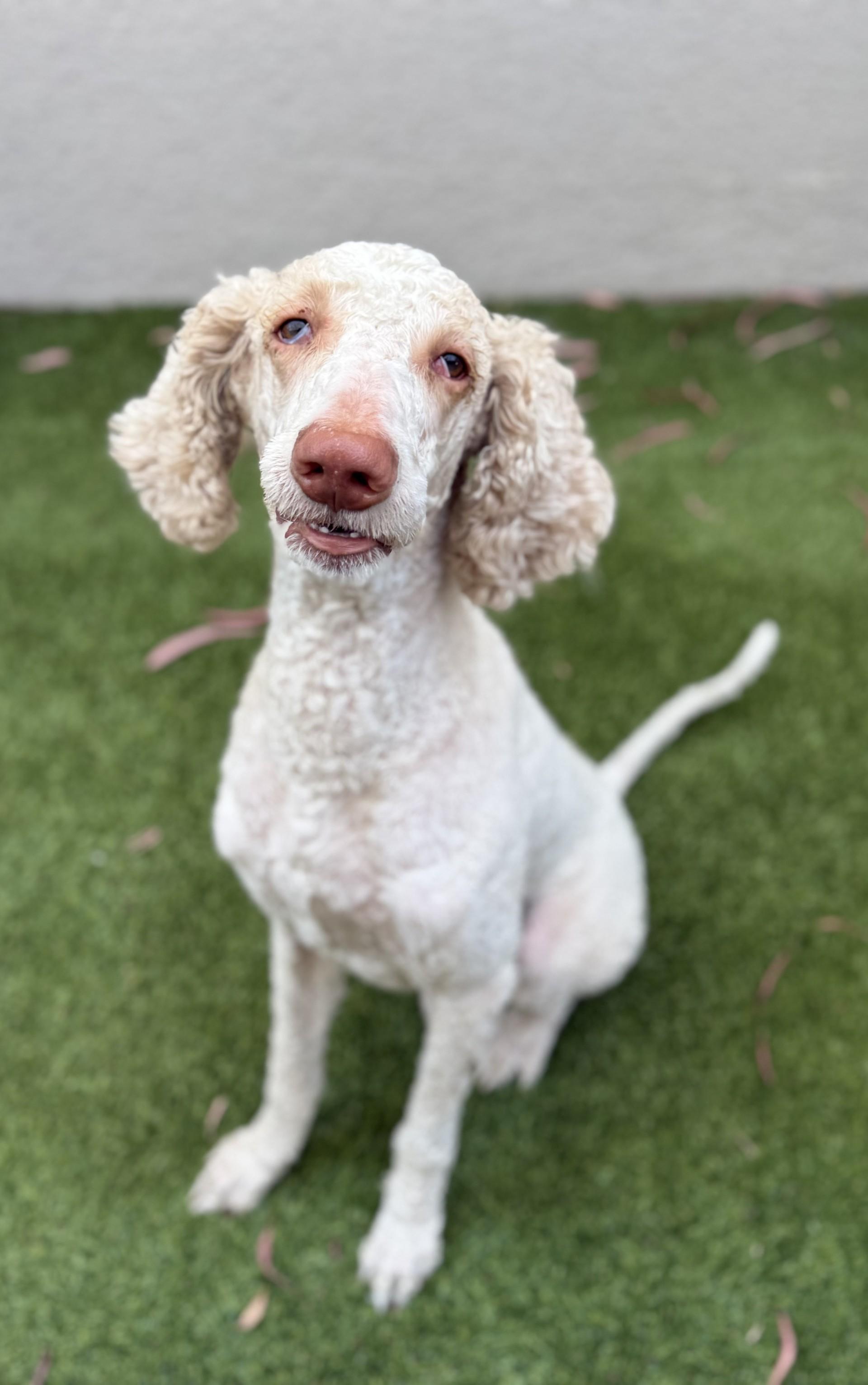 Koda, ADOPTABLE, Young Male Goldendoodle & Standard Poodle.