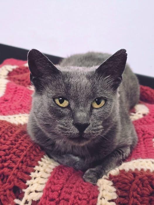 Genie, ADOPTABLE, Adult Female Domestic Short Hair.
