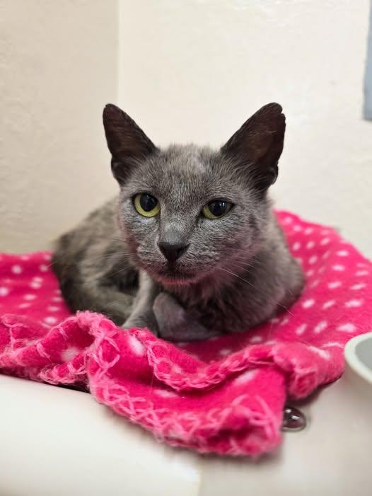 Enlarge Genie, a ADOPTABLE Domestic Short Hair in Prineville, OR image 1/1
