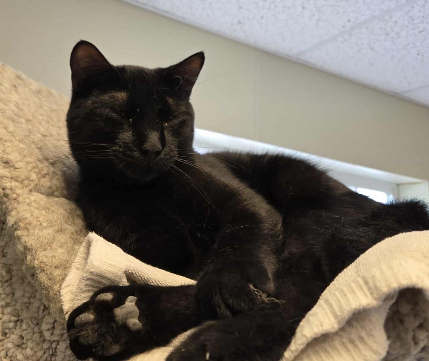 Roberto, an adoptable Domestic Short Hair in Larned, KS, 67550 | Photo Image 2