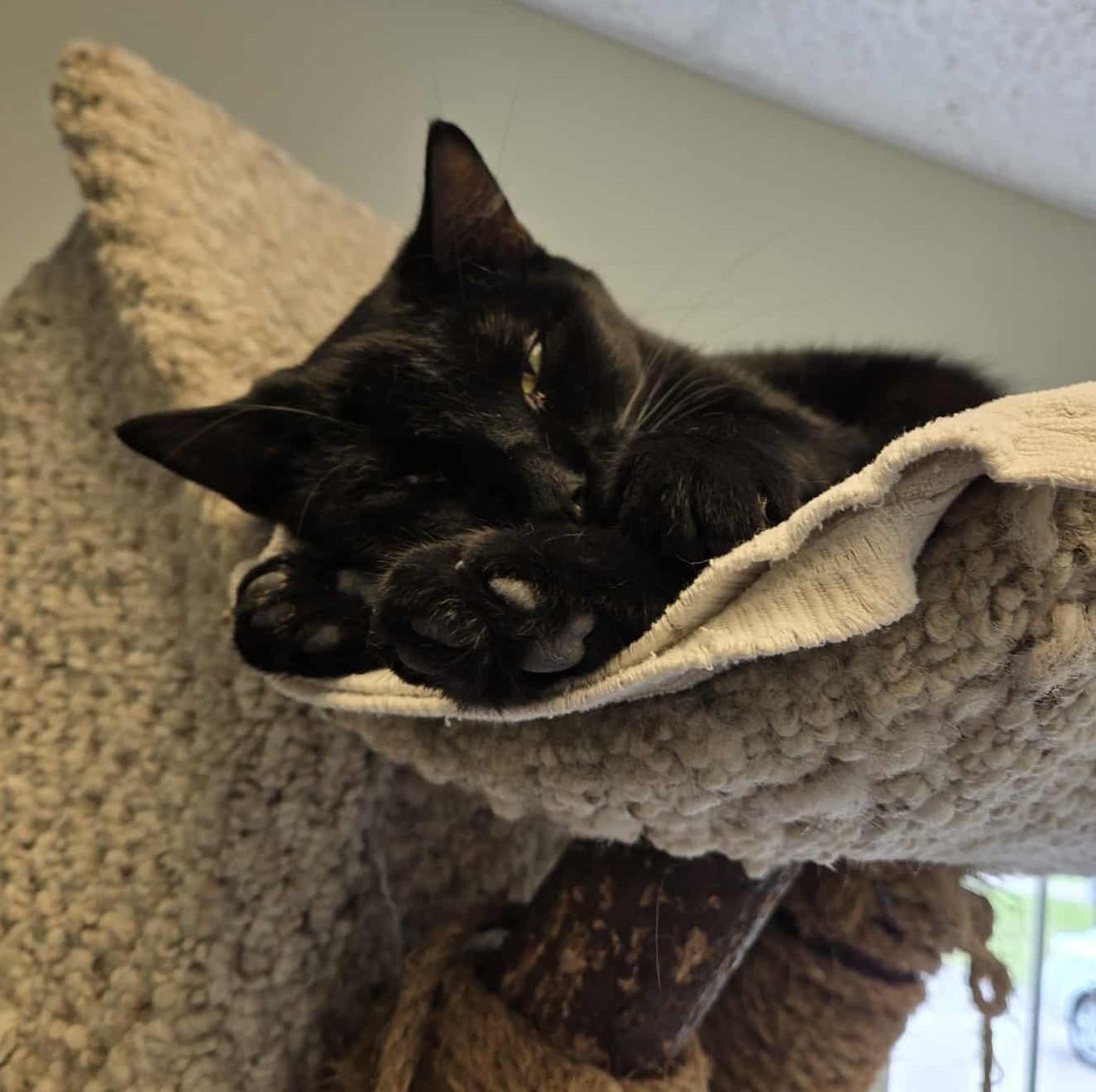 Roberto, an adoptable Domestic Short Hair in Larned, KS, 67550 | Photo Image 3