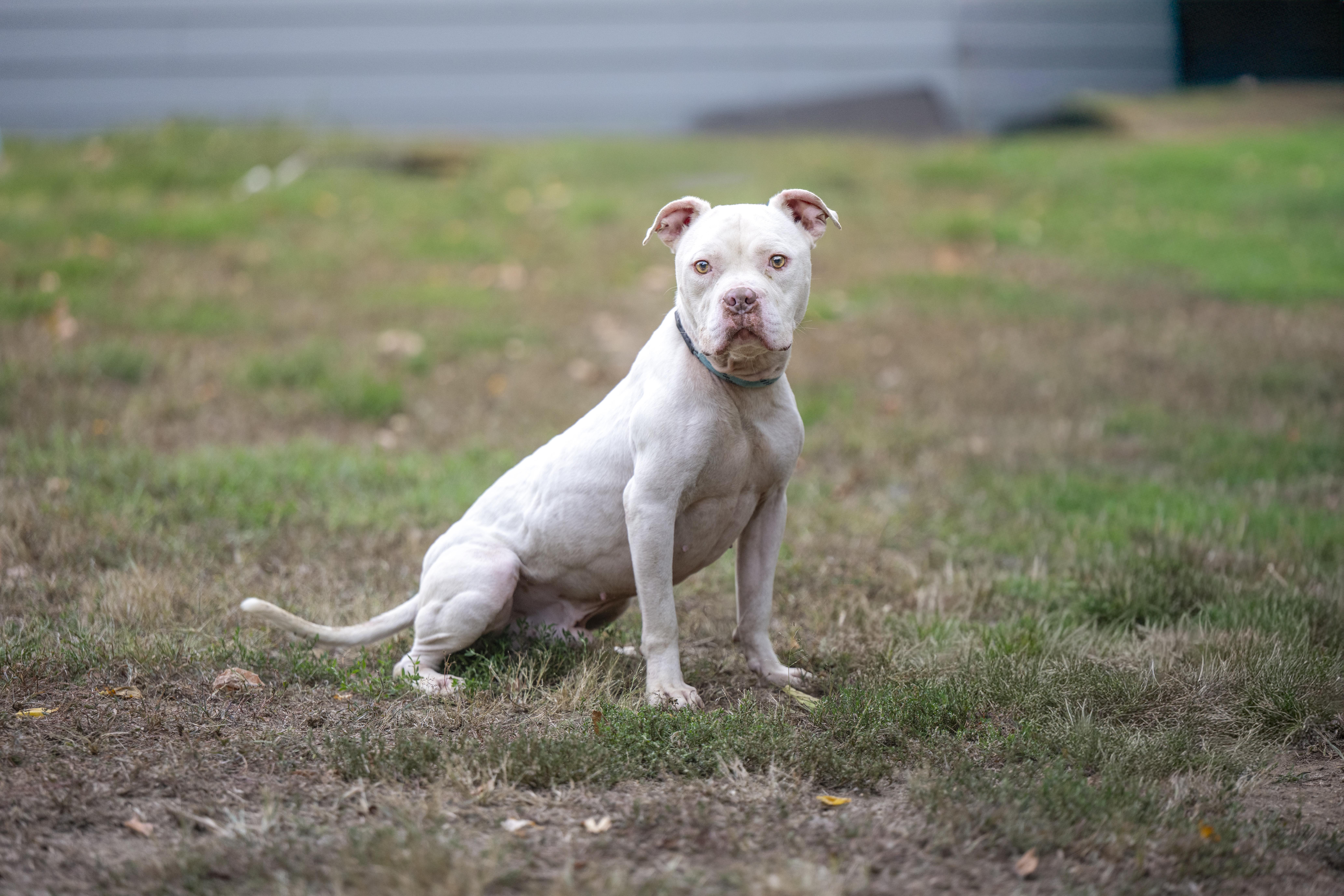Alfredo, a Adoptable mixed breed in Terre Haute, IN image 1/2