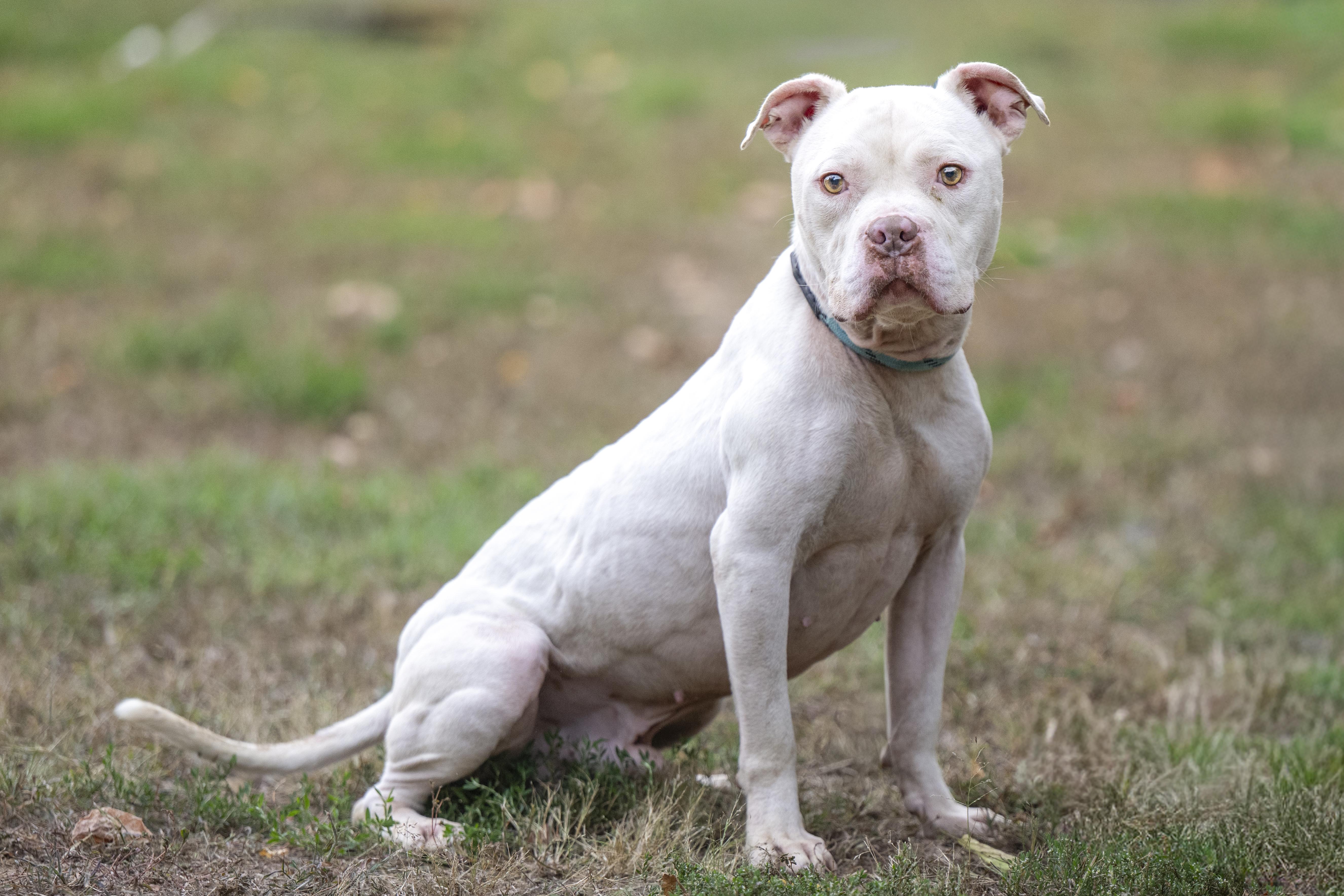 Alfredo, a Adoptable mixed breed in Terre Haute, IN image 2/2