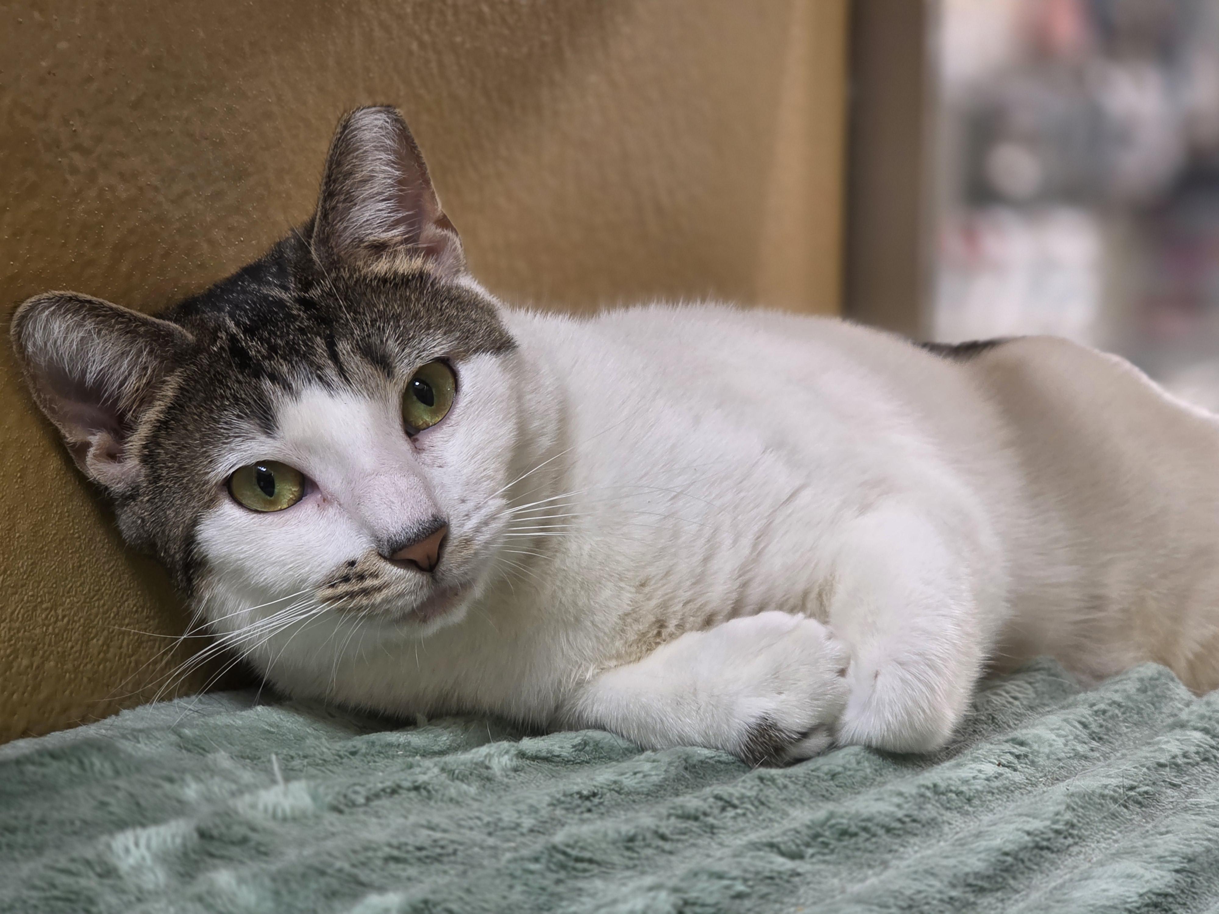 Enlarge Meet Lilibelle, Our Royal Beauty!, a Adoptable Domestic Short Hair in North Bergen, NJ image 1/5