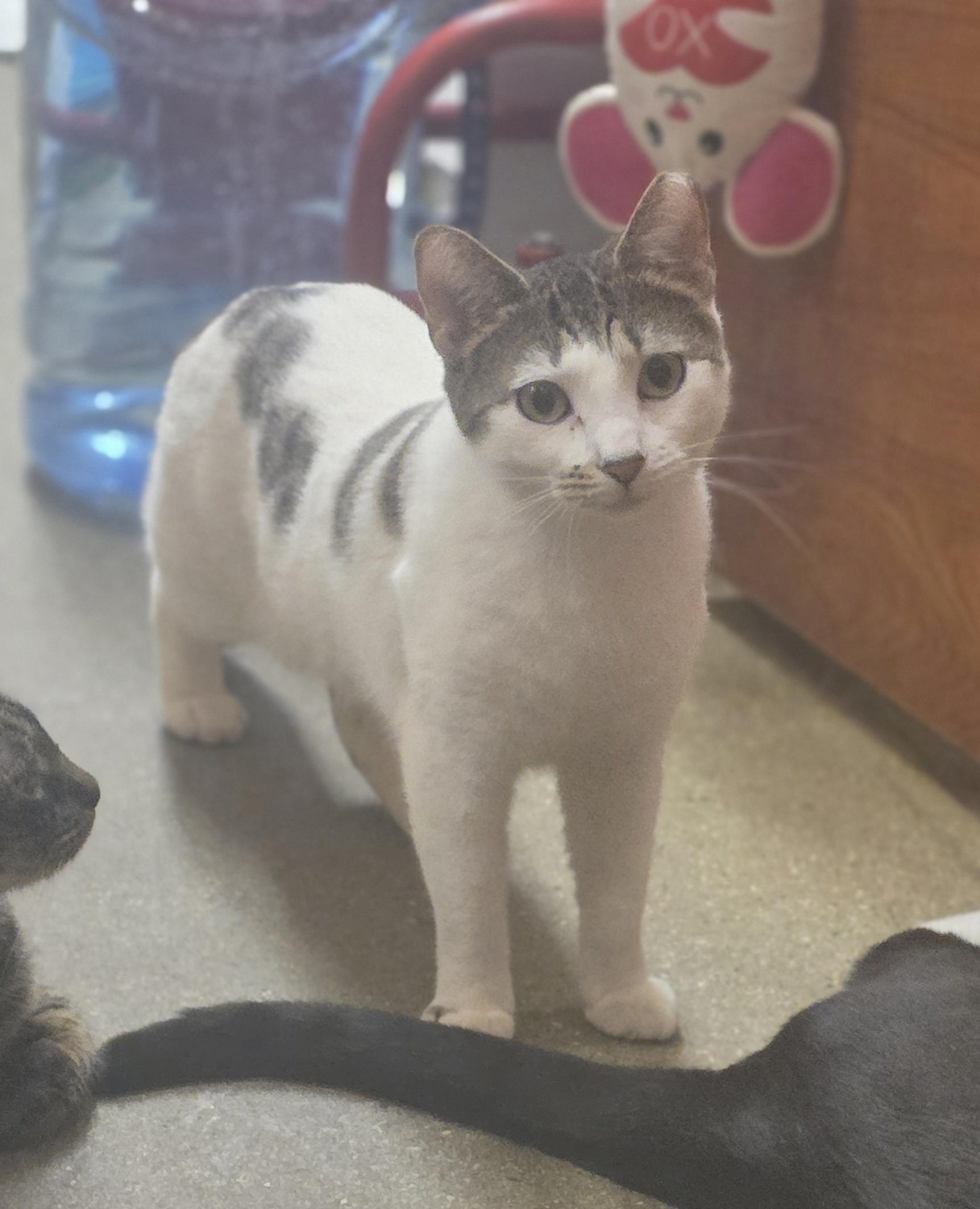 Enlarge Meet Lilibelle, Our Royal Beauty!, a Adoptable Domestic Short Hair in North Bergen, NJ image 4/5