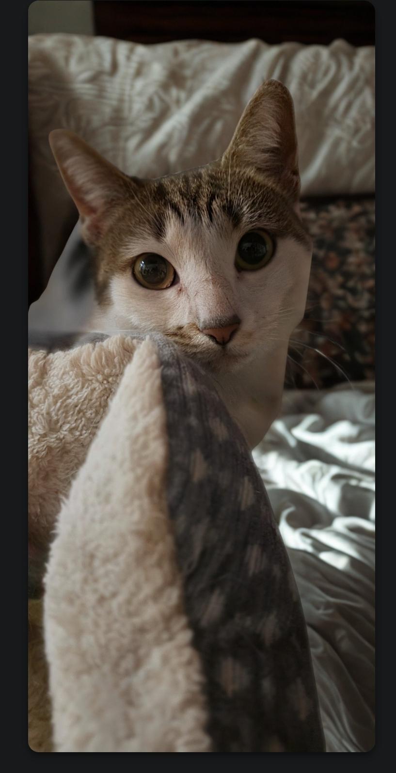 Meet Lilibelle, Our Royal Beauty!, a Adoptable Domestic Short Hair in North Bergen, NJ image 2/3