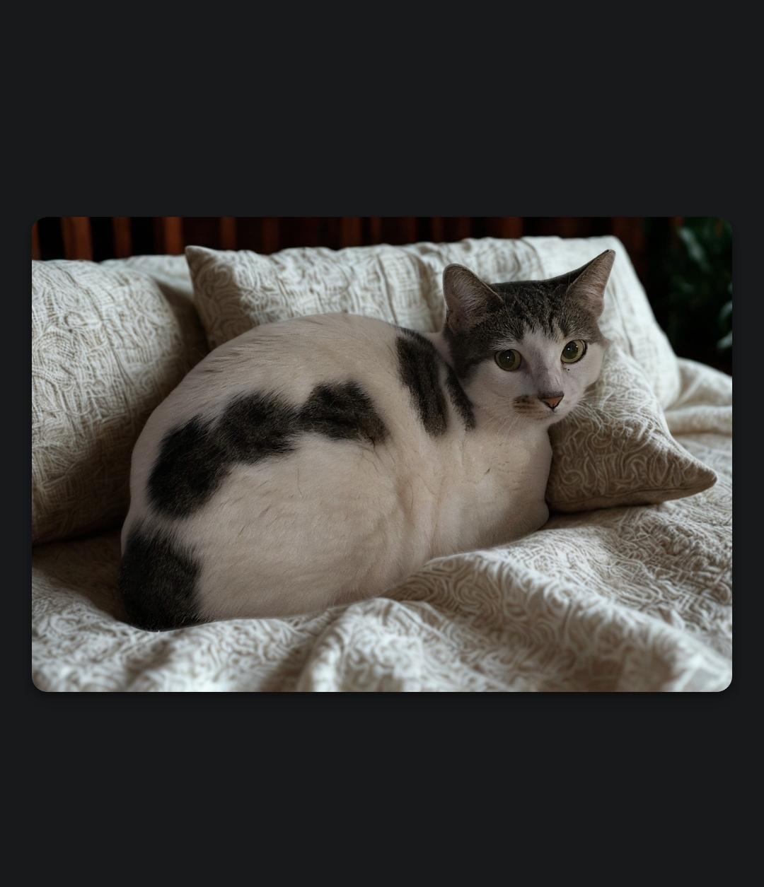 Meet Lilibelle, Our Royal Beauty!, a Adoptable Domestic Short Hair in North Bergen, NJ image 3/3