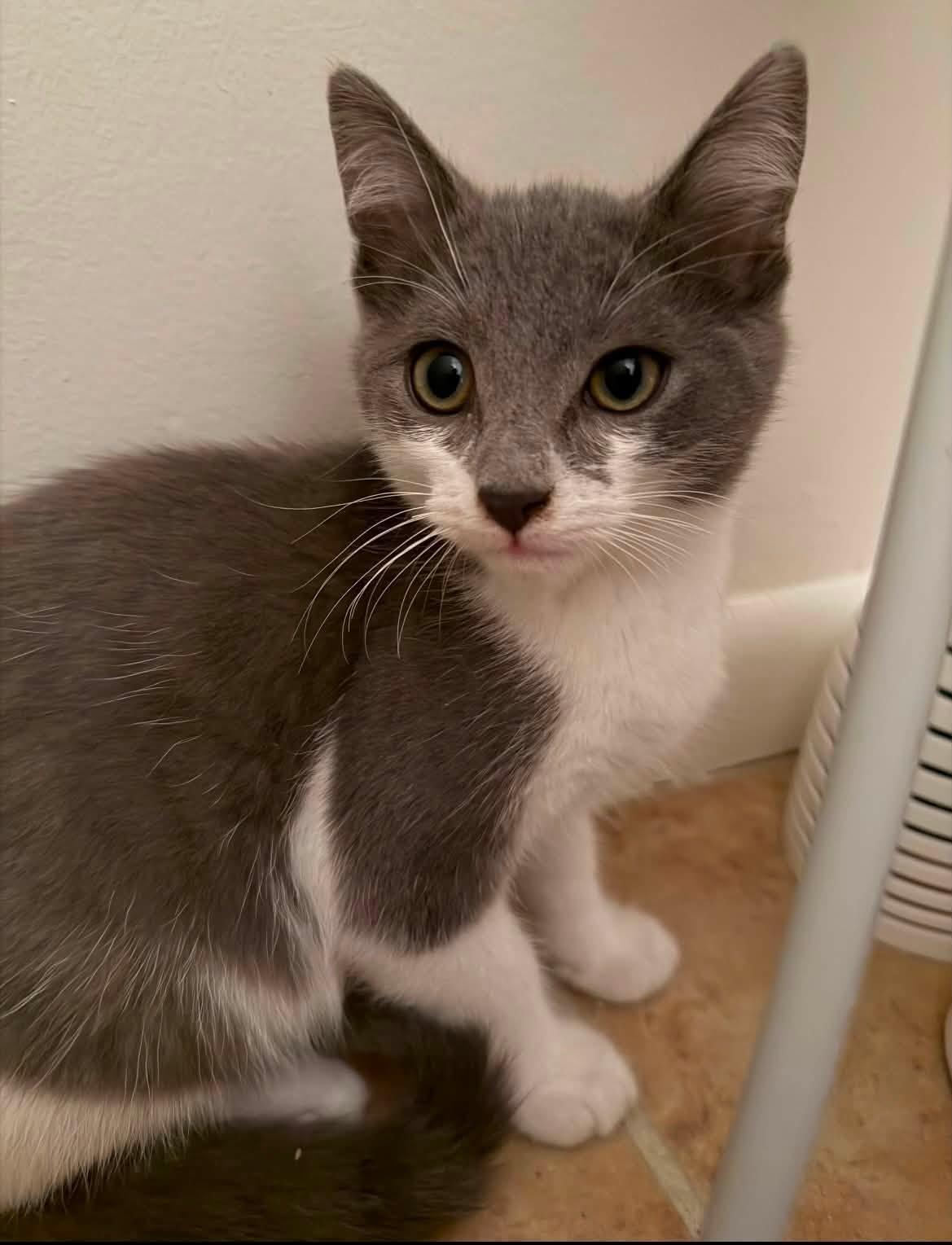 Enlarge Wix, a Adoptable Domestic Short Hair in Sterling Heights, MI image 1/3
