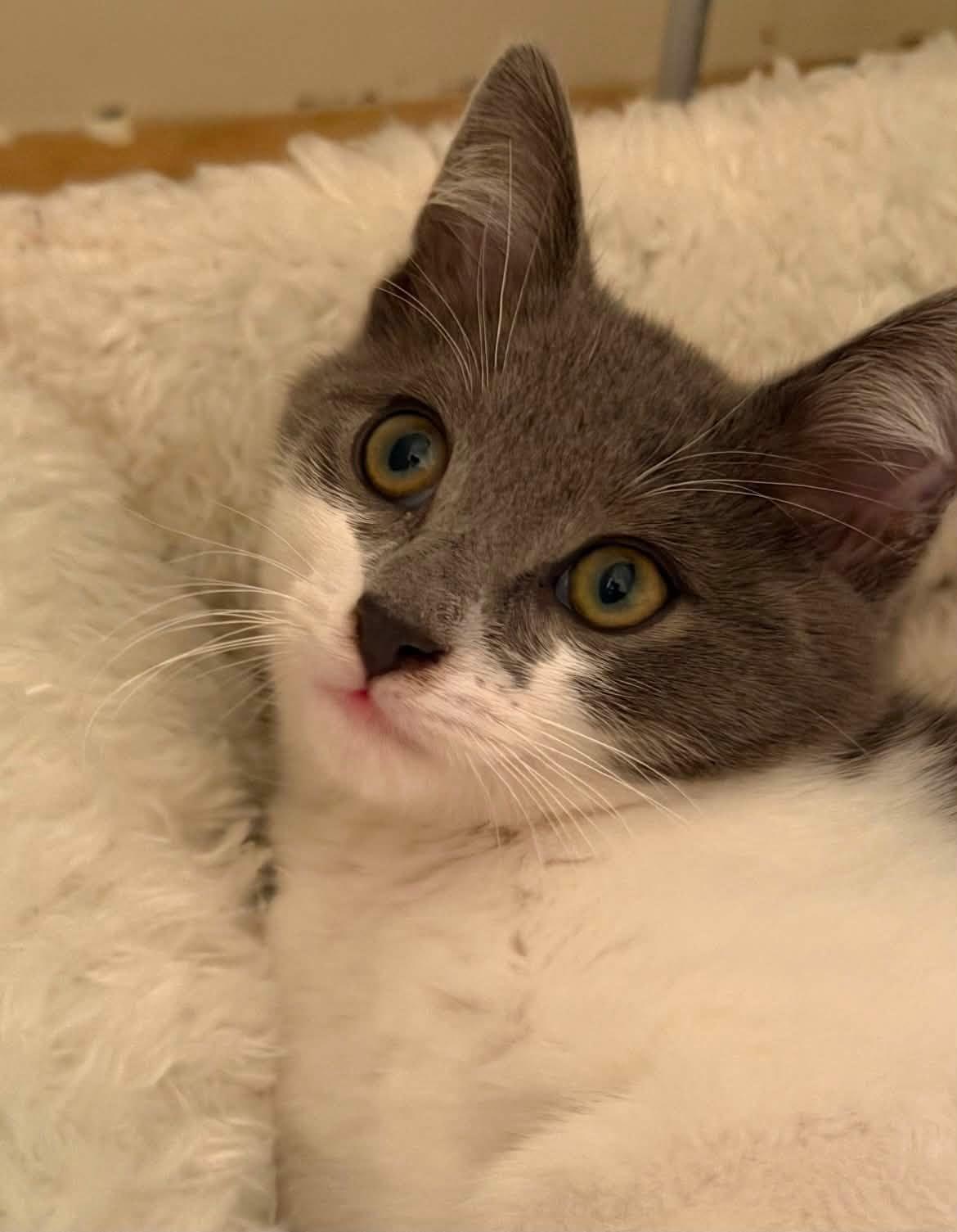 Enlarge Wix, a Adoptable Domestic Short Hair in Sterling Heights, MI image 3/3