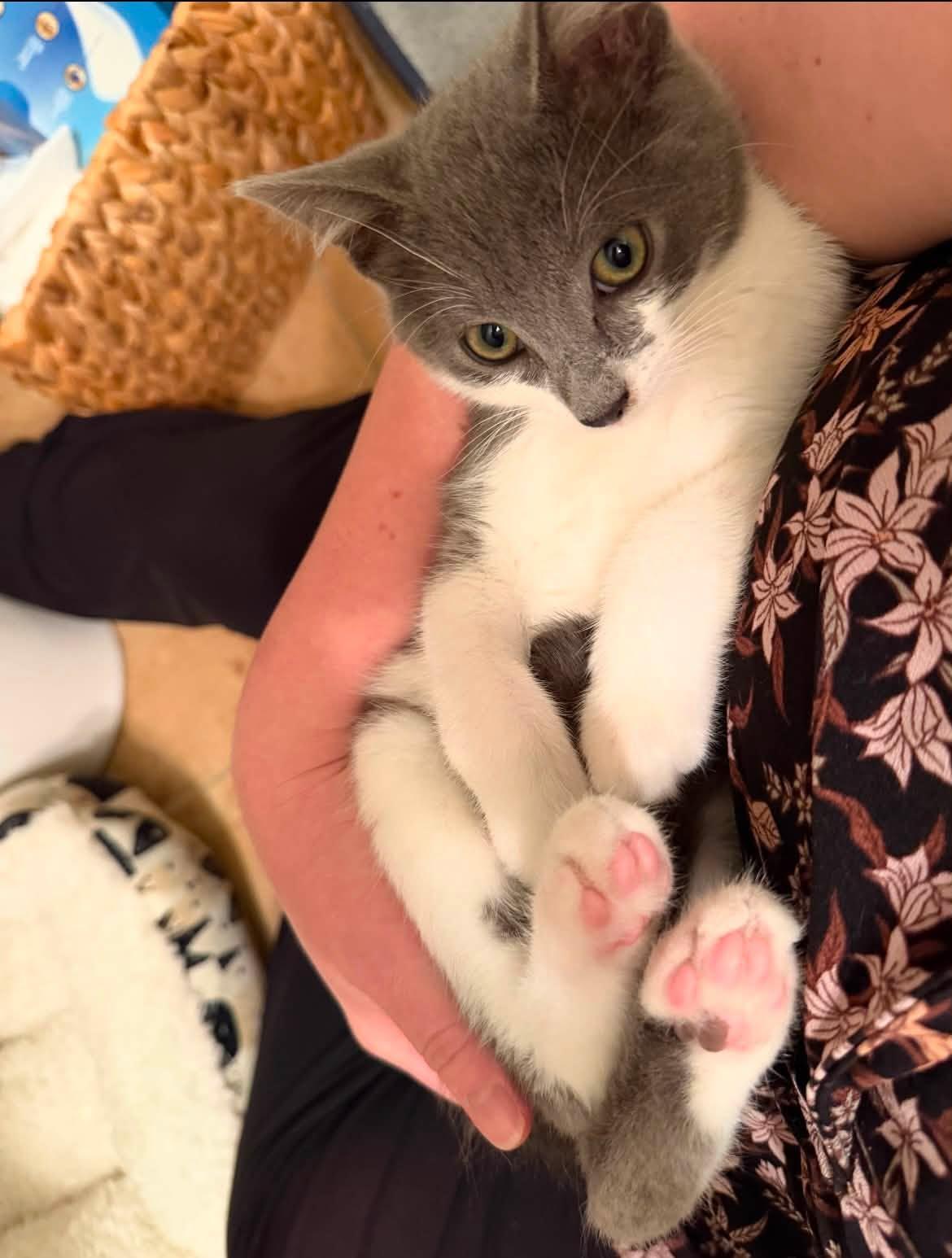 Enlarge Wix, a Adoptable Domestic Short Hair in Sterling Heights, MI image 2/3
