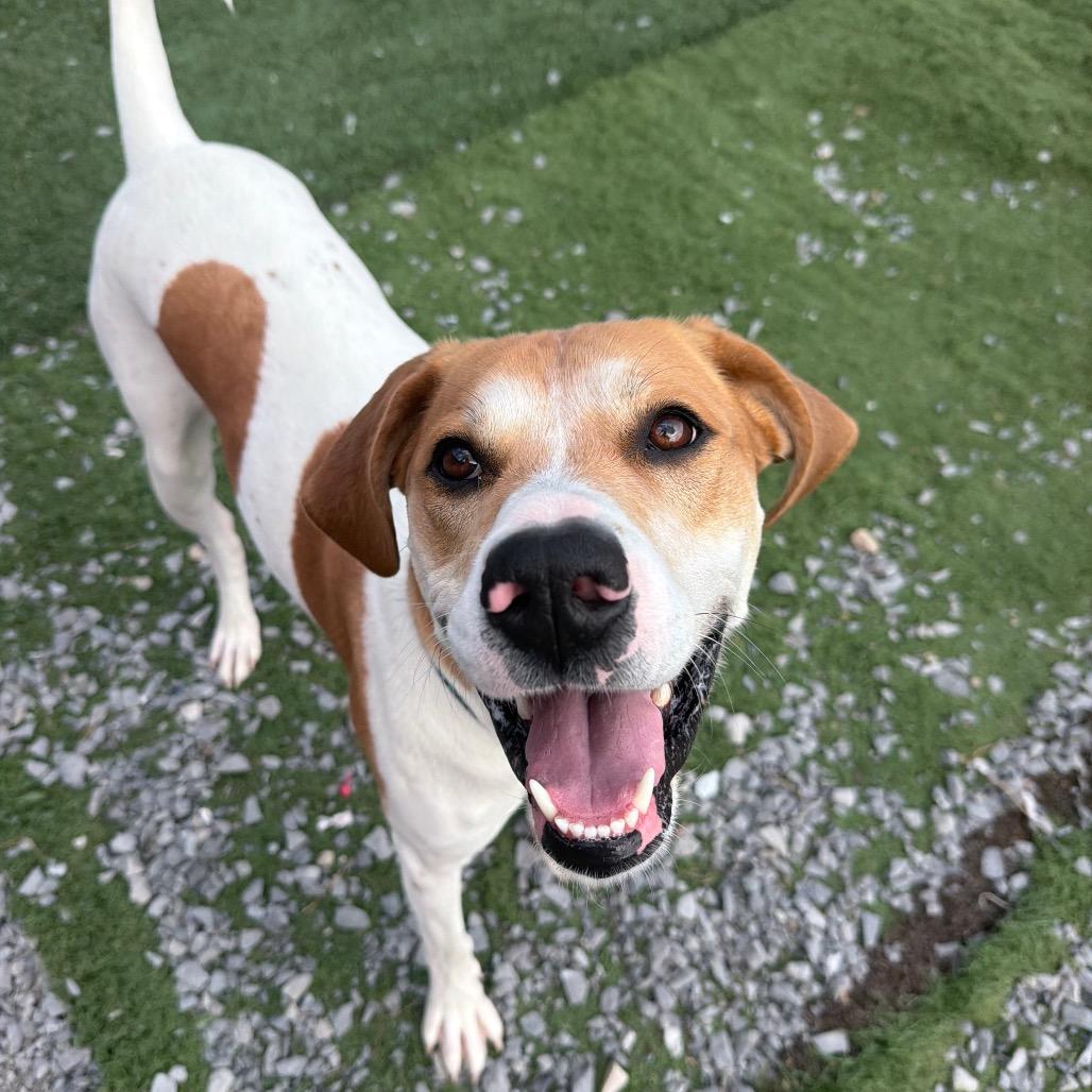Jenny, Adoptable, Adult Female Beagle & Mixed Breed.