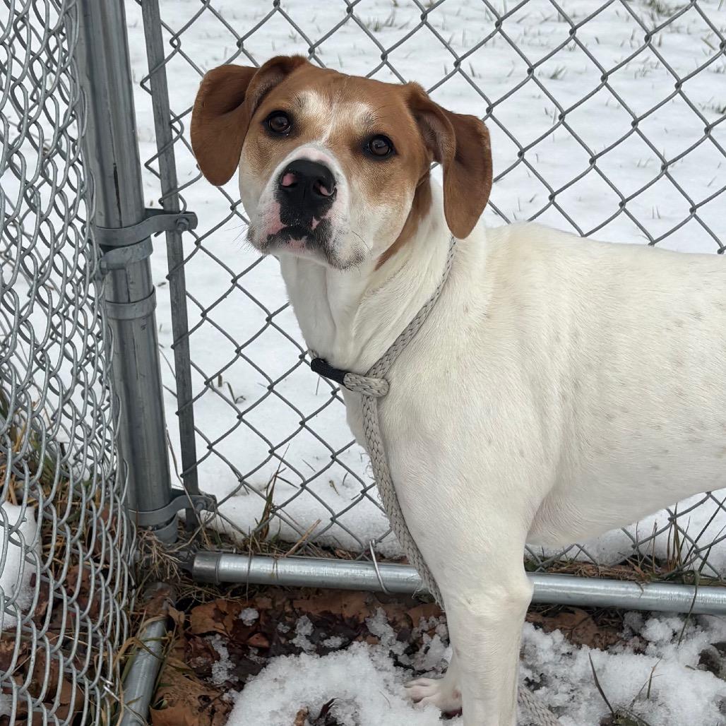 Enlarge Jenny, a Adoptable mixed breed in Fairmont, WV image 3/6