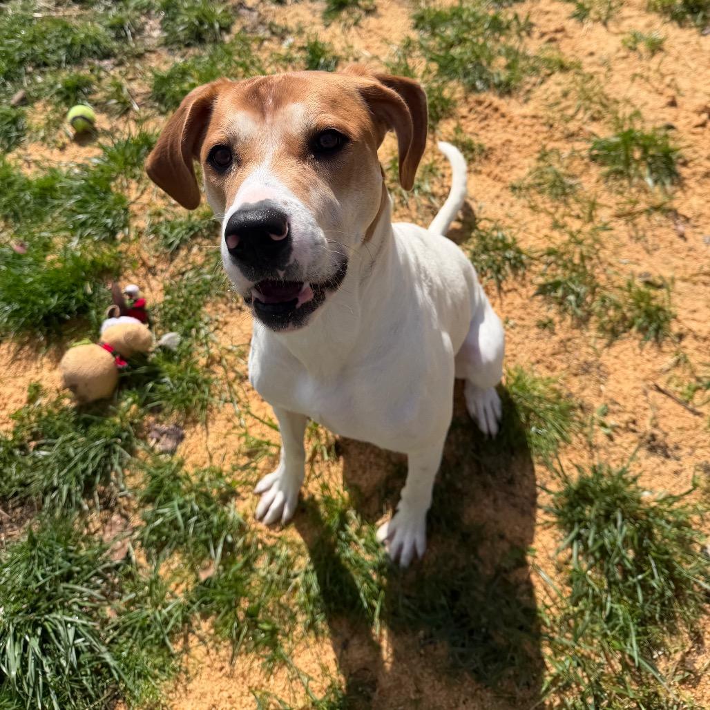 Enlarge Jenny, a Adoptable mixed breed in Fairmont, WV image 4/6
