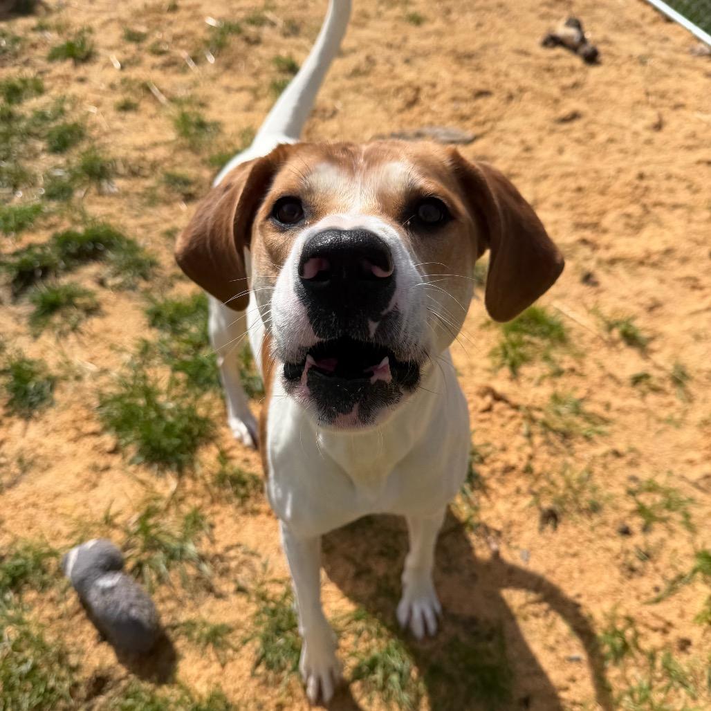 Enlarge Jenny, a Adoptable mixed breed in Fairmont, WV image 6/6