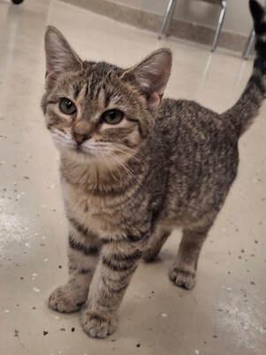 Liv, Adoptable, Young Female Tabby.