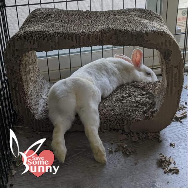 Enlarge Luna, a Adopted Bunny Rabbit in Santa Ana, CA image 1/1