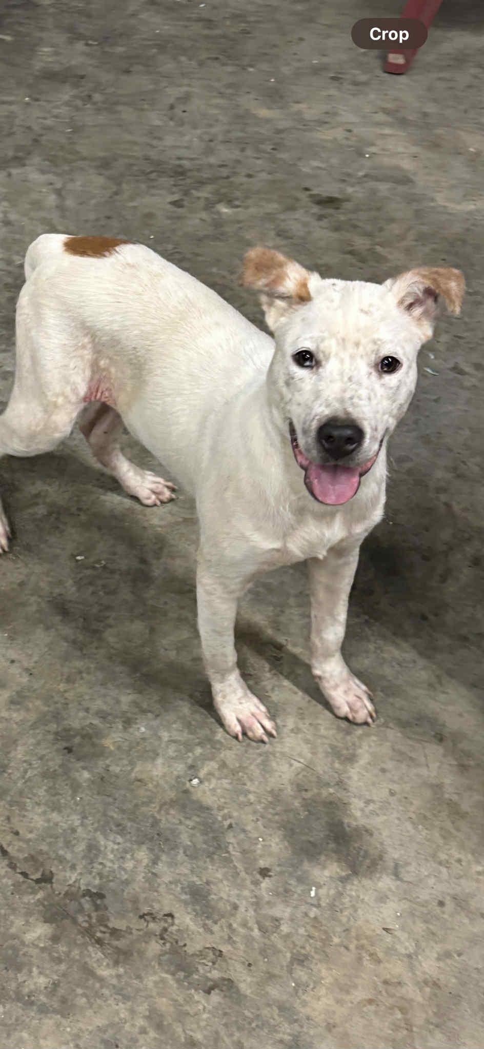 Enlarge Keith, a Adoptable mixed breed in Watertown, CT image 2/3