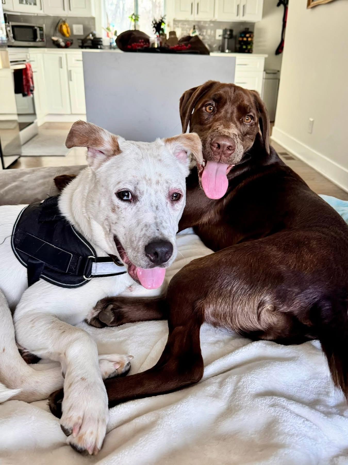 Enlarge Keith, a Adoptable mixed breed in Watertown, CT image 6/6