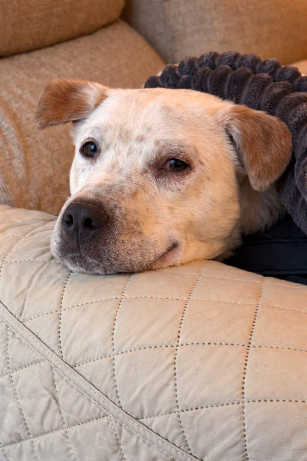Enlarge Keith, a Adoptable mixed breed in Watertown, CT image 5/6
