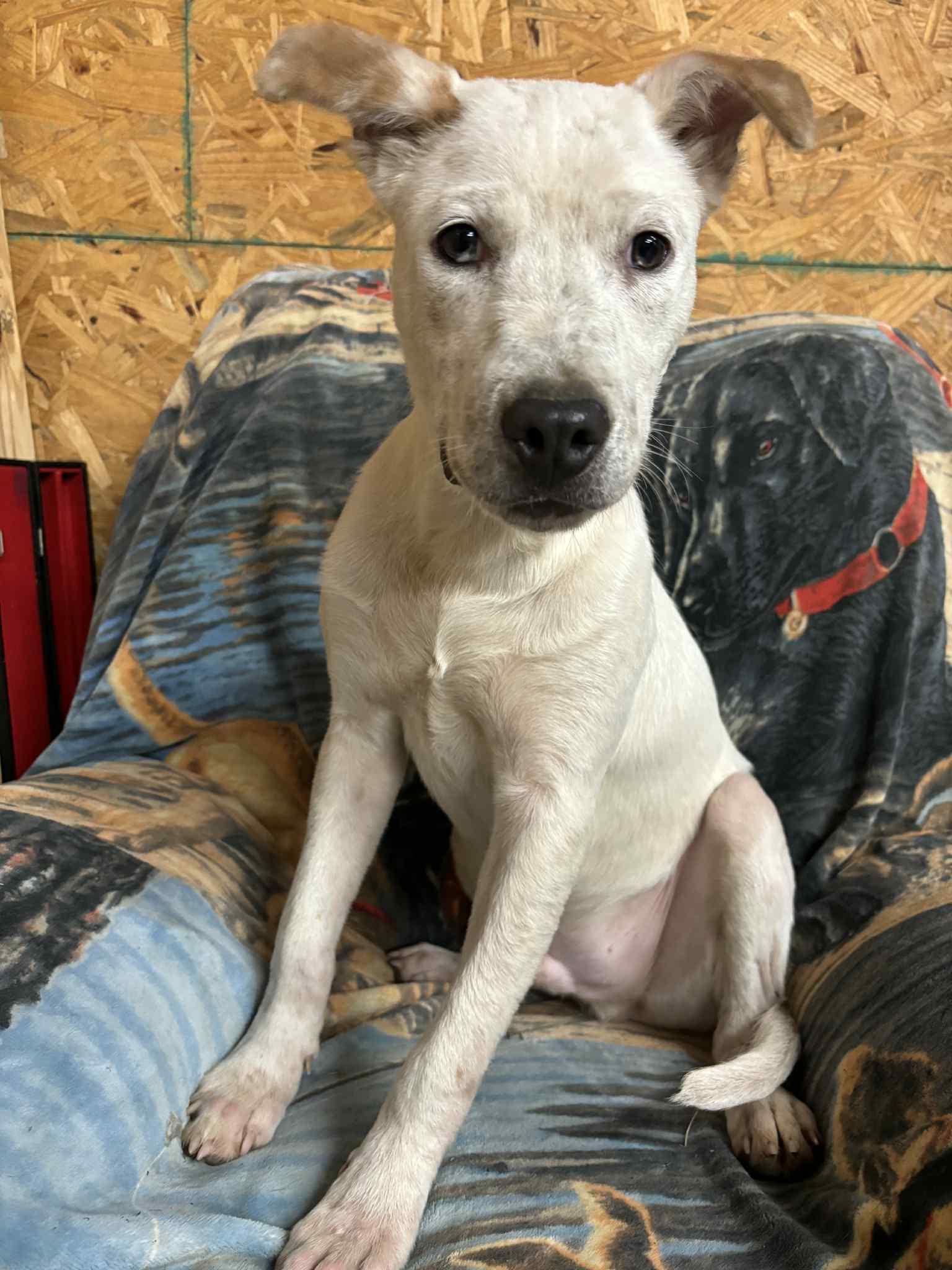 Keith, Adoptable, Puppy Male Labrador Retriever & Australian Cattle Dog / Blue Heeler.