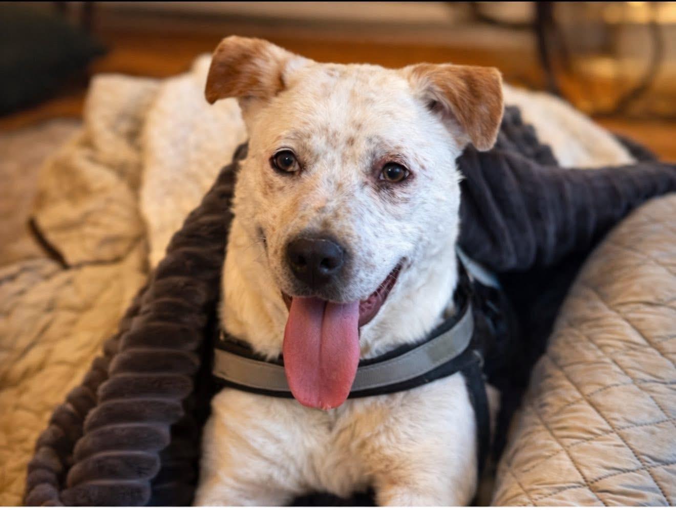 Keith, Adoptable, Puppy Male Labrador Retriever & Australian Cattle Dog / Blue Heeler.