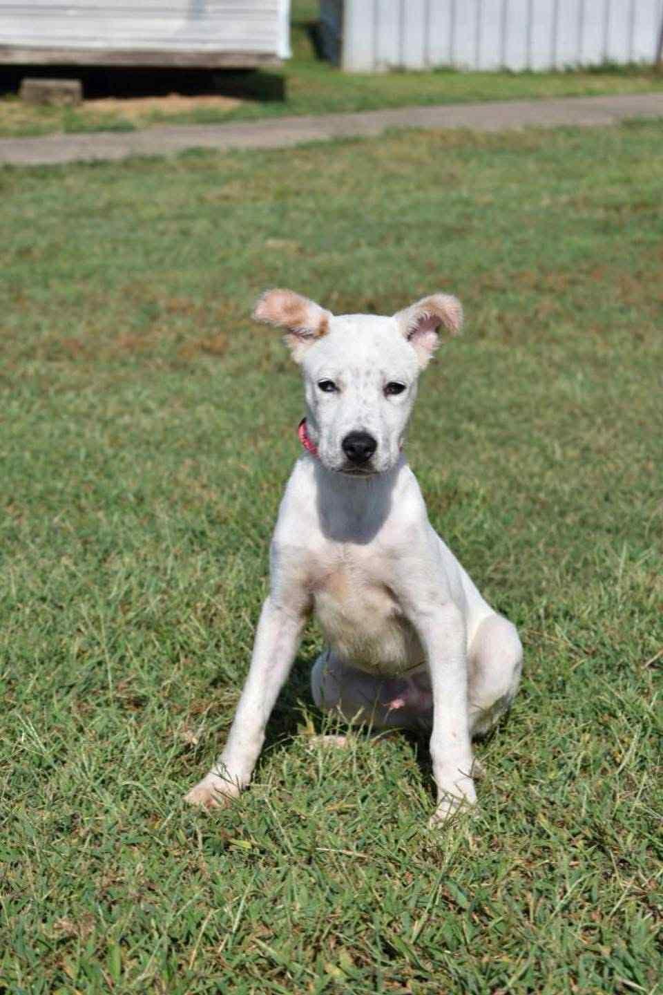 Enlarge Keith, a Adoptable mixed breed in Watertown, CT image 3/3