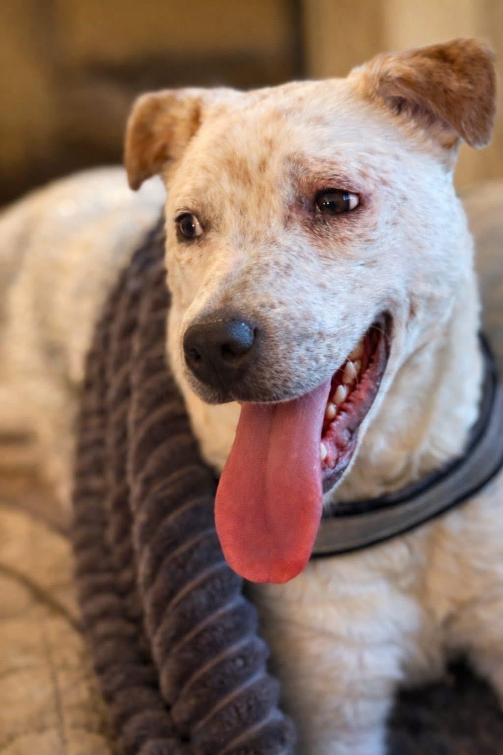 Enlarge Keith, a Adoptable mixed breed in Watertown, CT image 4/6