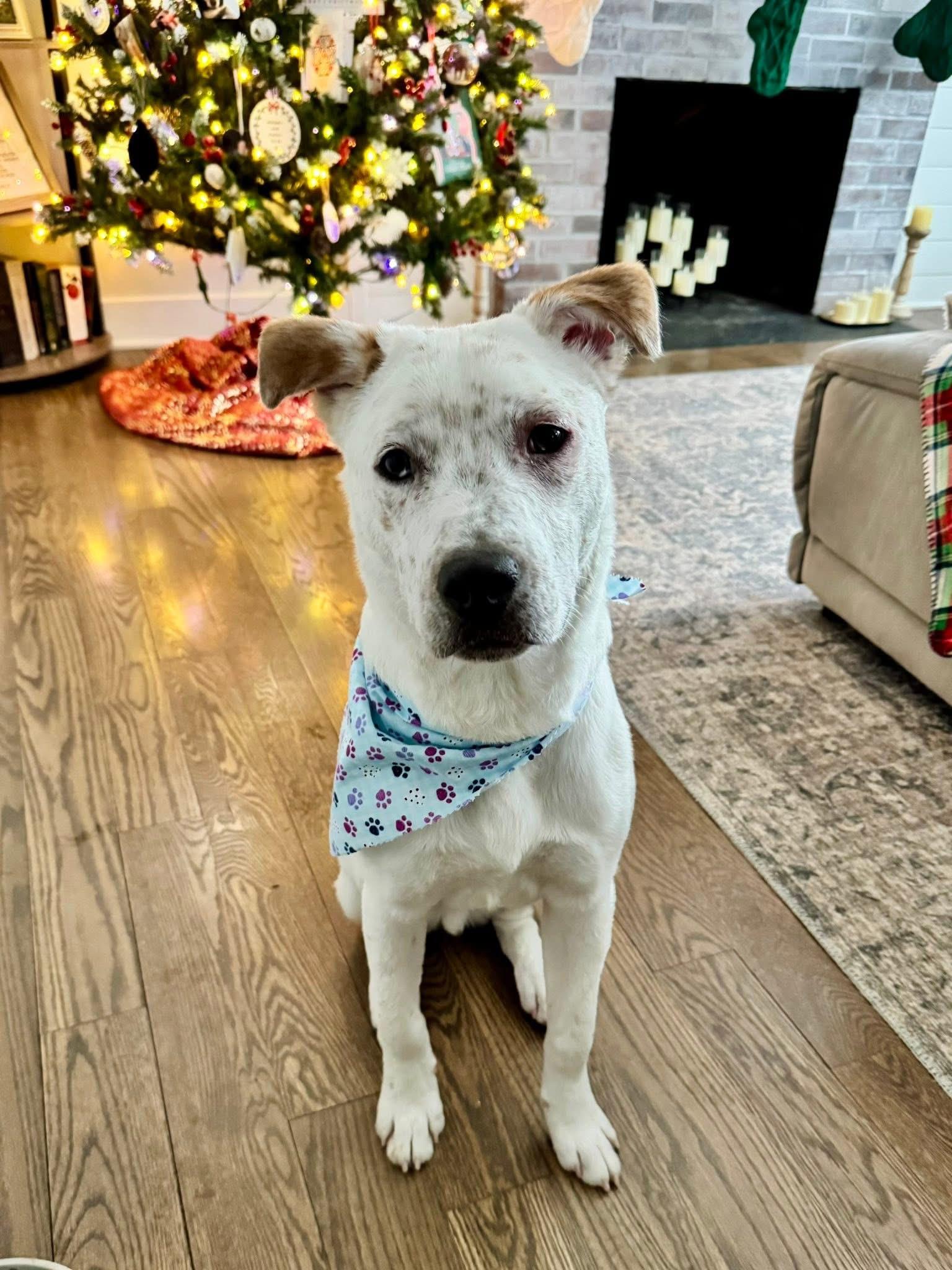 Enlarge Keith, a Adoptable mixed breed in Watertown, CT image 1/6